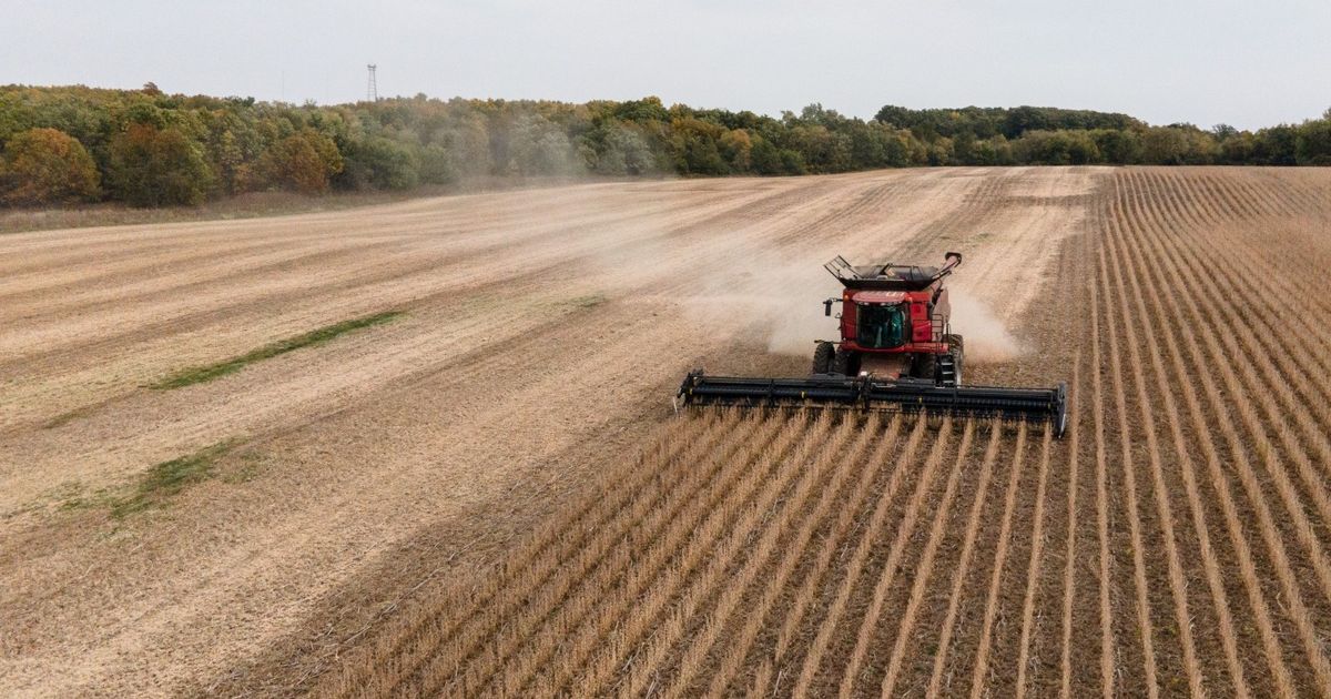 مشتريات الصين تدعم توسع إنتاج فول الصويا الأميركي 