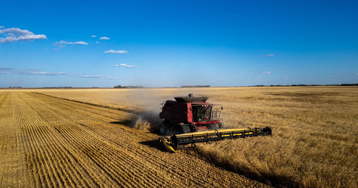 سعر القمح يتجه لتحقيق أطول موجة مكاسب منذ أبريل مع مخاوف الإمدادات 