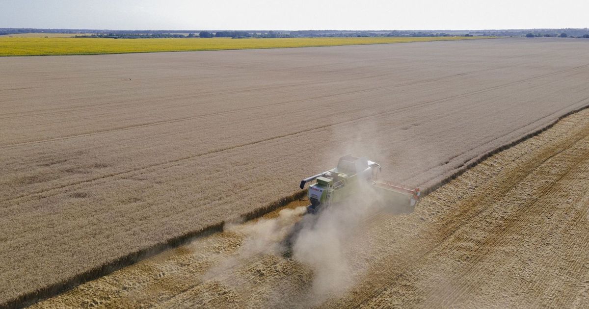 توترات البحر الأسود تبقي أسعار القمح قرب الذروة 