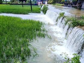 \"هايكوي\" يهدد محاصيل الأرز في الصين