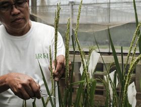 موظف يعتني بمحاصيل الأرز داخل مقر "المعهد الدولي لبحوث الأرز" الرئيسي في بلدية لوس بانوس بالفلبين في 21 يونيو 2023 - المصدر: بلومبرغ