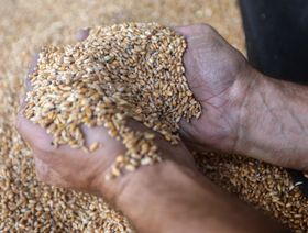 \"أغذية\" تستعين بحكومة الإمارات لضمان استمرار تدفق القمح الهندي