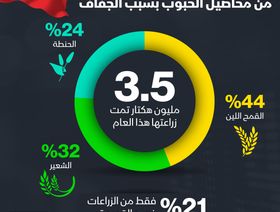 إنفوغراف.. المغرب يتوقع خسارة نصف محصوله من الحبوب بسبب الجفاف