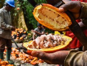 ارتفاع أسعار الكاكاو يغري مزارعين في أفريقيا بالعودة لإنتاجه