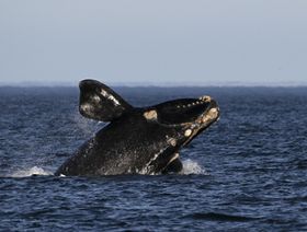 "الحوت الصائب الجنوبي" قرب من بويرتو مادرين بمقاطعة تشوبوت في الأرجنتين  - المصدر: أ. ف. ب / غيتي إيمجز