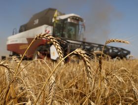 الهند مستعدة لتلبية الطلب العالمي على القمح مع محصول قياسي ومخزونات كبيرة