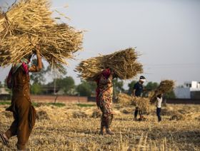 وزير التجارة: الهند ليس لديها خطط حالياً لرفع حظر صادرات القمح