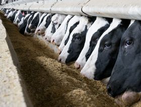 العلف الحيواني عالي البروتين - المصدر: بلومبرغ