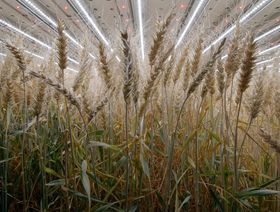 زراعة القمح داخلياً تعد بتحقيق الأمن الغذائي العالمي