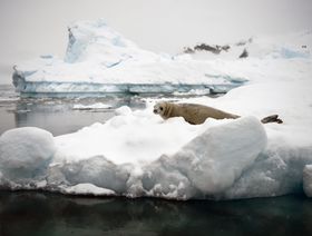 فقمة ترقد على قطعة جليدية طافية بالقطب الجنوبي - المصدر: أ.ف.ب