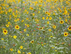 التحول إلى الاقتصاد الأخضر سيخلق فرص عمل  تتطلب مهارات جديدة - المصدر: بلومبرغ