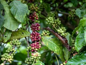 كرز القهوة الأحمر على شجرة البن في مزرعة في بون ما توت، فيتنام  - المصدر: بلومبرغ