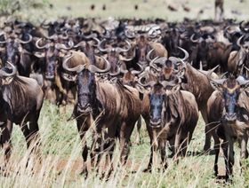 الأشجار ليست حلاً لمواجهة تغير المناخ بدون الحيوانات