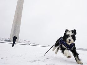 كلب يلهو على الثلج في العاصمة الأمريكية واشنطن - المصدر: بلومبرغ
