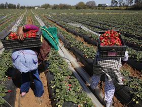 \"التمويل الدولية\" وOCP المغربية تطلقان منصة تمويل زراعي بـ800 مليون دولار