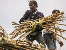 الهند تتجه لتقييد صادراتها من السكر لحماية إمداداتها الغذائية