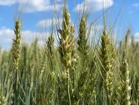 تحالف صيني مصري يسعى لزراعة مليون فدان بنحو 7 مليارات دولار