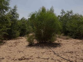 الأشجار الموجودة بمزارع غابة سيرابيوم في مصر - المصدر: بلومبرغ