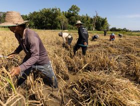 مخاطر نقص المعروض تقفز بسعر الأرز لأعلى مستوى في 15 عاماً