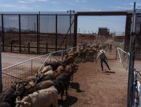 ماشية تدخل إلى الولايات المتحدة  الأميركية من المكسيك عبر معبر سانتا تيريزا الدولي لتصدير واستيراد الماشية في سانتا تيريزا بولاية نيو مكسيكو في الولايات المتحدة الأميركية - المصدر: بلومبرغ