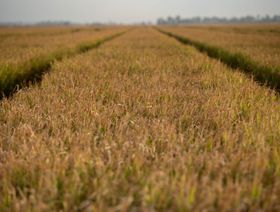 الهند تعتزم خفض الحد الأدنى لسعر تصدير الأرز البسمتي