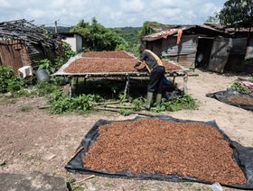 مزارع يرتب حبوب الكاكاو المعتقة على ألواح للتجفيف بالشمس في مزرعة بمدينة أزاغيي في كوت ديفوار - المصدر: بلومبرغ