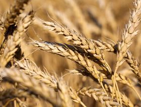 سنابل القمح خلال موسم الحصاد، روسيا - المصدر: بلومبرغ