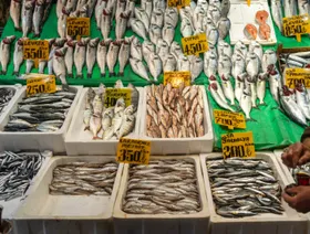 أسعار الأسماك في أحد الأسواق اليونانية - بلومبرغ