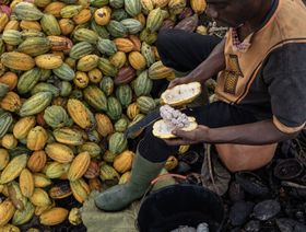 مزارع يجمع حبوب الكاكاو في مزرعة في أزاغوي ، ساحل العاج ، يوم الجمعة 18 نوفمبر 2022. - المصدر: بلومبرغ