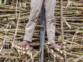 الهند قد تقيد إمدادات السكر بعد حظر الأرز