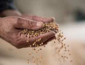مصر ترفع وارداتها من القمح 30% في 9 أشهر