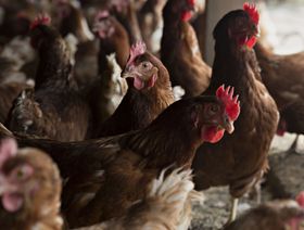 دجاج في مزرعة للدواجن - المصدر: بلومبرغ