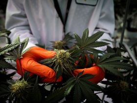 استخدام القنب في الأغراض الطبية - المصدر: بلومبرغ