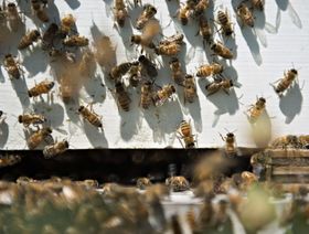 النحل لديه ما يخبرنا به للتعامل مع فيروس كورونا - المصدر: بلومبرغ