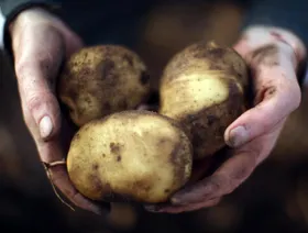 مصر تستهدف زيادة صادراتها الزراعية إلى روسيا بما يصل إلى 15%