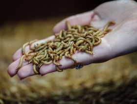 شركة ناشئة لتربية الحشرات تجمع 175 مليون دولار للتوسع في قطاع الغذاء