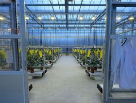 صورة لنبات البروكلي مزروع في مركز أبحاث تابع لشركة "سينغنتا" بهولندا - المصدر: بلومبرغ