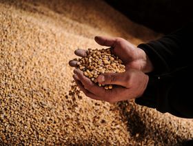دول أوروبية تدرس تمديد حظر استيراد الحبوب الأوكرانية
