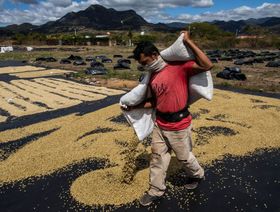  مزارع يحمل أكياس بن، ماتاغلبا، نيكاراغوا - المصدر: بلومبرغ