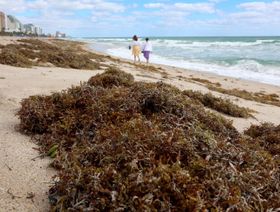 هل يحل احتجاز الكربون من خلال الأعشاب البحرية أزمة المناخ؟