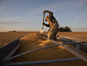 عامل يمهّد محصولاً من الذرة في شاحنة نقل بعد الحصاد - المصدر: بلومبرغ