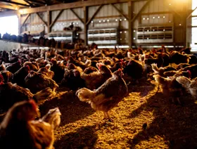 مزرعة مغلقة مزدحمة بالدجاج - بلومبرغ