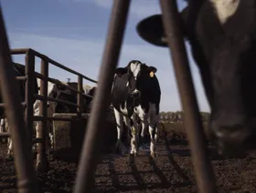 رسوم ترمب وردود الفعل عليها تهدد صادرات الألبان الأميركية