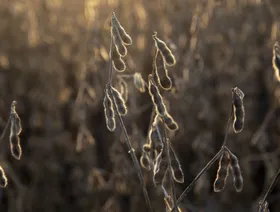 فول الصويا في حقل أثناء الحصاد في ويانيت، إلينوي، الولايات المتحدة - المصدر: بلومبرغ