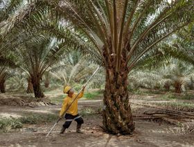 شيخوخة الأشجار والطقس يهبطان بتوقعات إنتاج زيت النخيل الإندونيسي