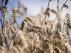 سنابل قمح جاهزة للحصاد في أحد الحقول - بلومبرغ