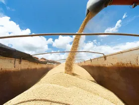 وزير الخزانة الأميركي: الصين تشتري 12 مليون طن من فول الصويا هذا العام