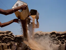 شخصان يسكبان حبوباً من علبتين معدنيتين في الهواء قبل وضعها في الأكياس الخيشية - بلومبرغ