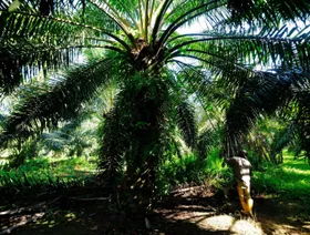 مزارع يعمل في إنتاج زيت النخيل في مزرعة واقعة في كابار، سلانغور، ماليزيا - المصدر: بلومبرغ