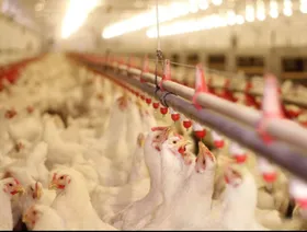 لماذا قفزت أسعار الدواجن في مصر رغم وفرة الإنتاج؟